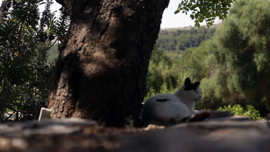Chilling under the tree